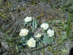 Gomphrena meyeniana