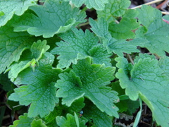 Leonurus quinquelobatus