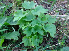 Leonurus quinquelobatus