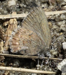 Callophrys augustinus iroides