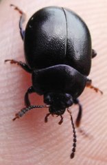 Chrysolina sturmi