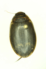 Acilius abbreviatus