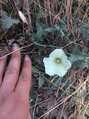 Calystegia collina venusta