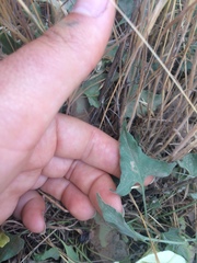 Calystegia collina venusta
