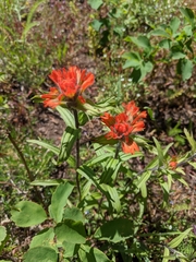 Castilleja hispida