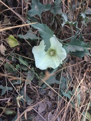 Calystegia collina venusta