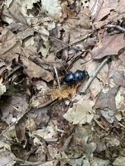 Pasimachus elongatus