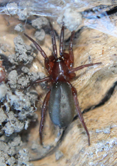 Drassyllus