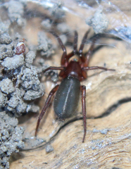 Drassyllus