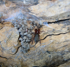 Drassyllus