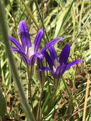 Brodiaea elegans hooveri