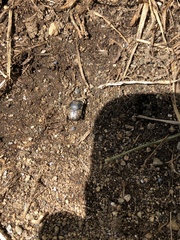Onthophagus nuchicornis