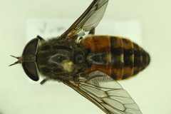 Hybomitra trepida