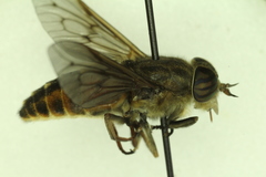 Hybomitra trepida