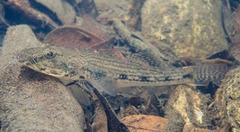Glossogobius giuris