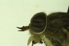 Hybomitra trepida