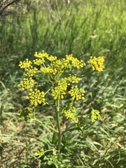 Pastinaca