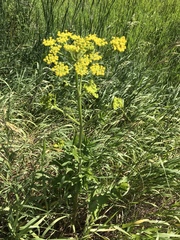 Pastinaca