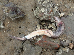 Gymnothorax reevesii