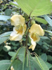 Impatiens scabrida