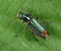 Malachius bipustulatus
