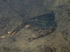 Macrobrachium formosense