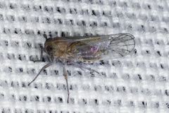 Cixioidea