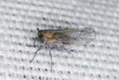 Cixioidea