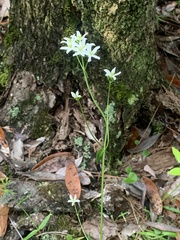 Sabatia quadrangula