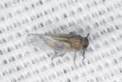 Cixioidea