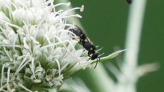 Hylaeus