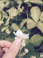 Candicantes