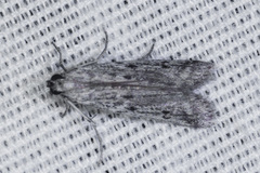 Phycitodes mucidella