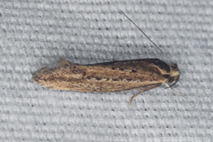 Ypsolopha sp-sw