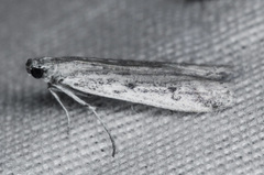 Phycitodes mucidella