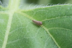 Agallia quadripunctata