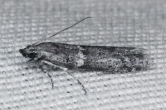 Acrobasis comptella