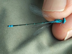 Pseudagrion microcephalum