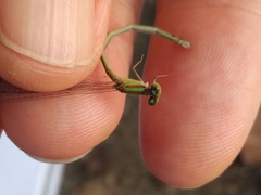 Pseudagrion microcephalum