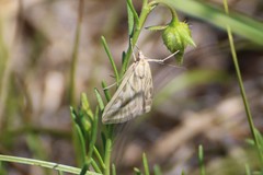 Loxostege aeruginalis