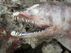 Gymnothorax reevesii