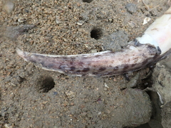 Gymnothorax reevesii
