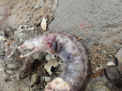 Gymnothorax reevesii