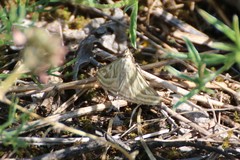 Loxostege aeruginalis