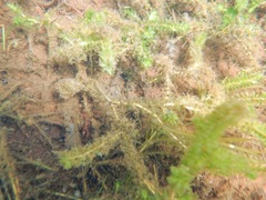 Elodea canadensis