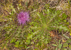 Cirsium drummondii
