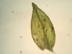 Platylomella lescurii