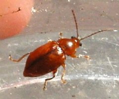 Neocrepidodera
