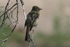 Empidonax occidentalis