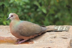Lemon Dove photo 2